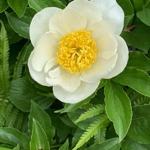 Meet your Posher, Gerry